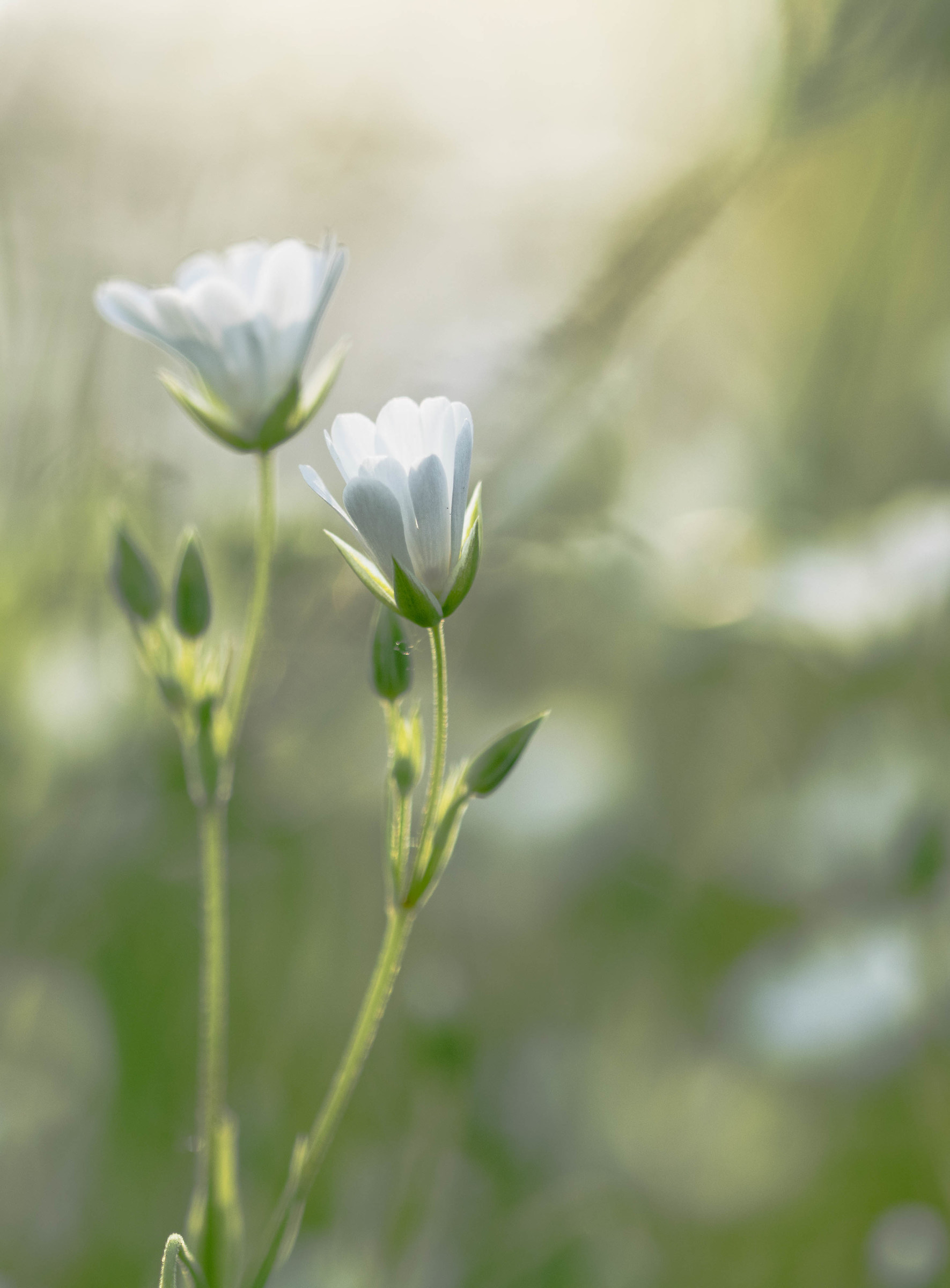 Fiori selvatici che diffonde nella brezza