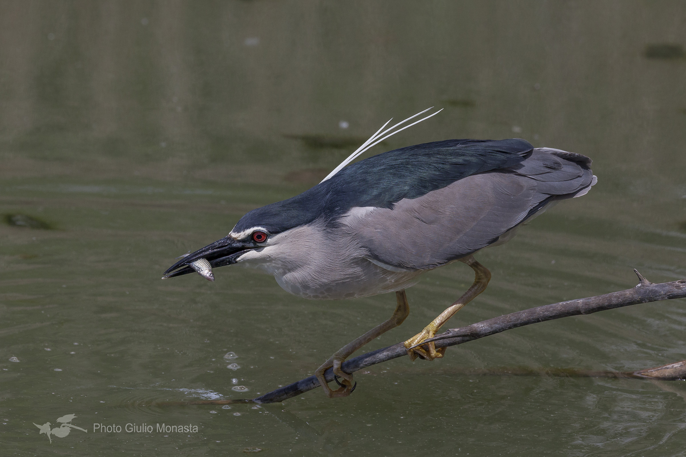 Night Heron with prey