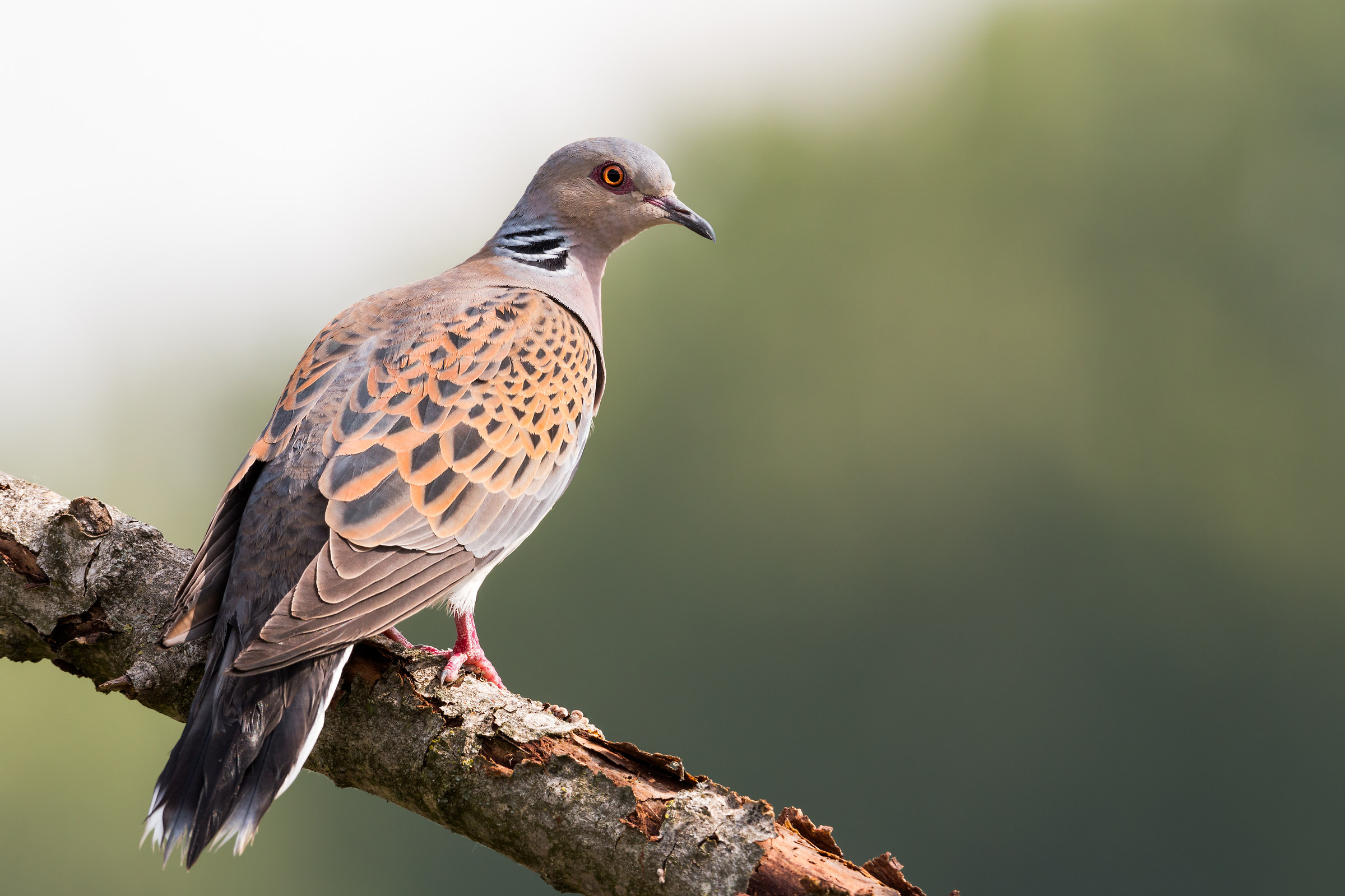 turtledove