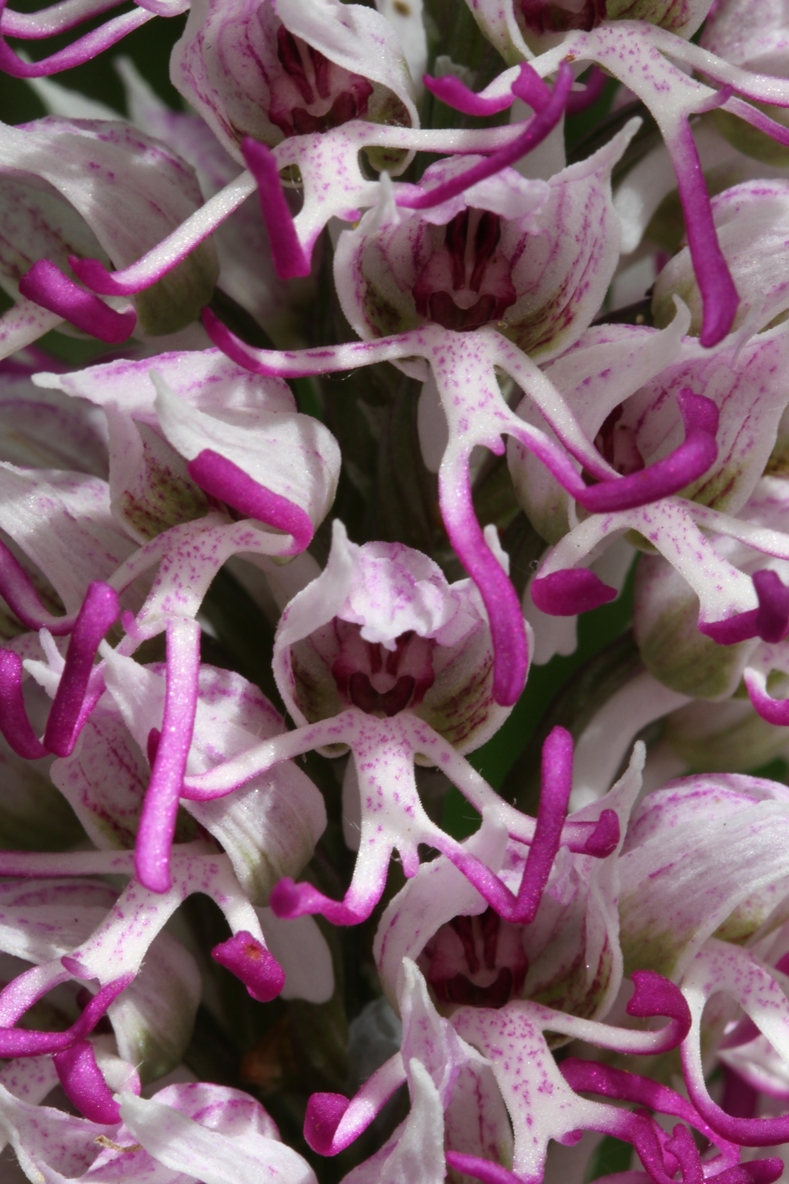 Orchis simia