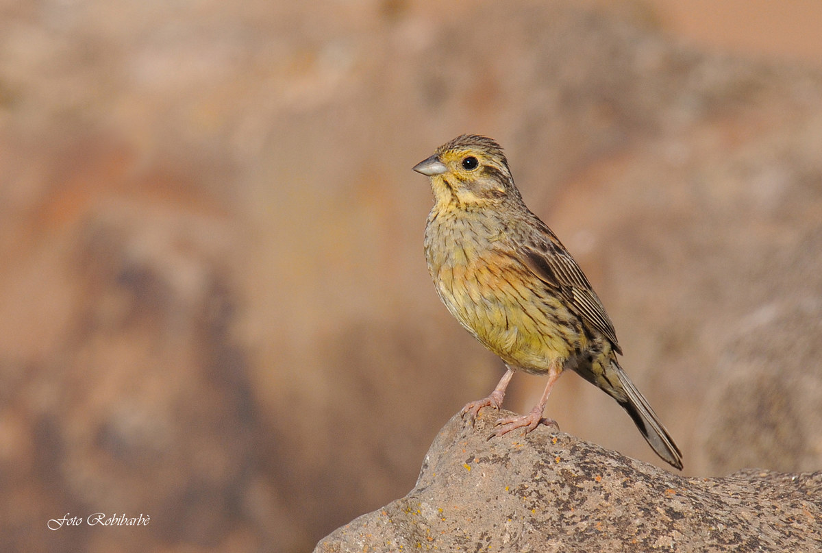 Zigolo nero... femmina...