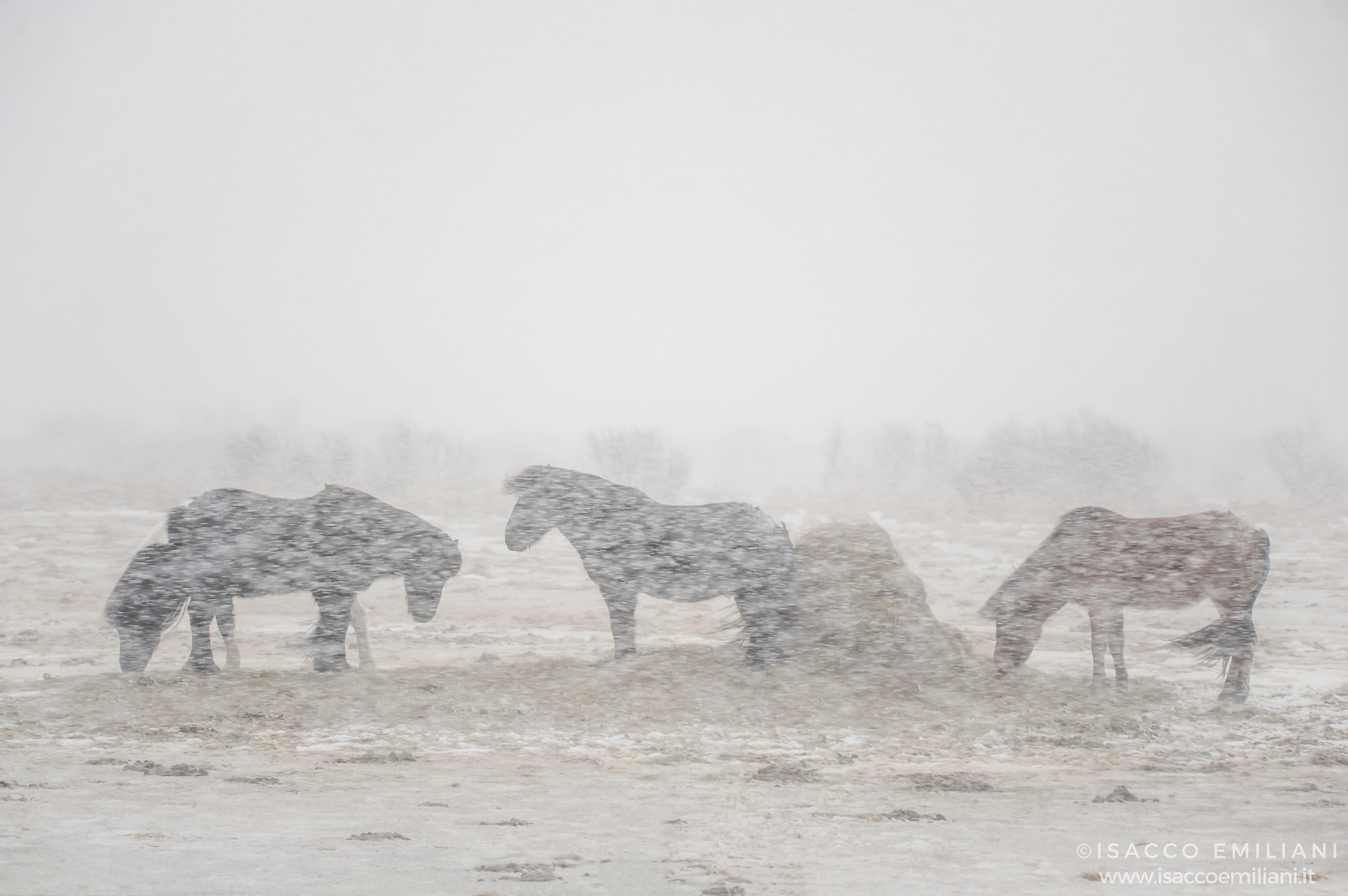 Cavalli avvolti in una tempesta di neve..