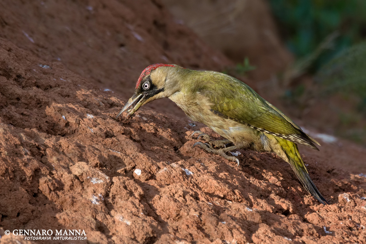 Picchio verde (Picus viridis)