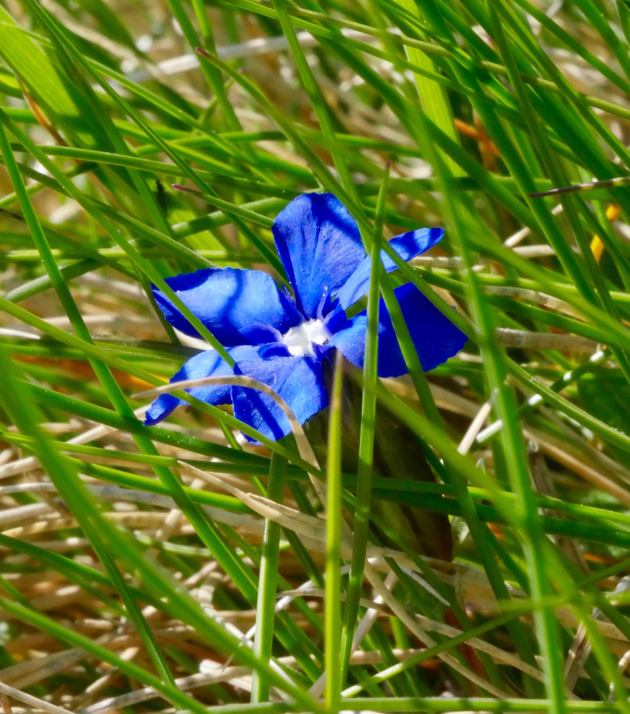 Gentian