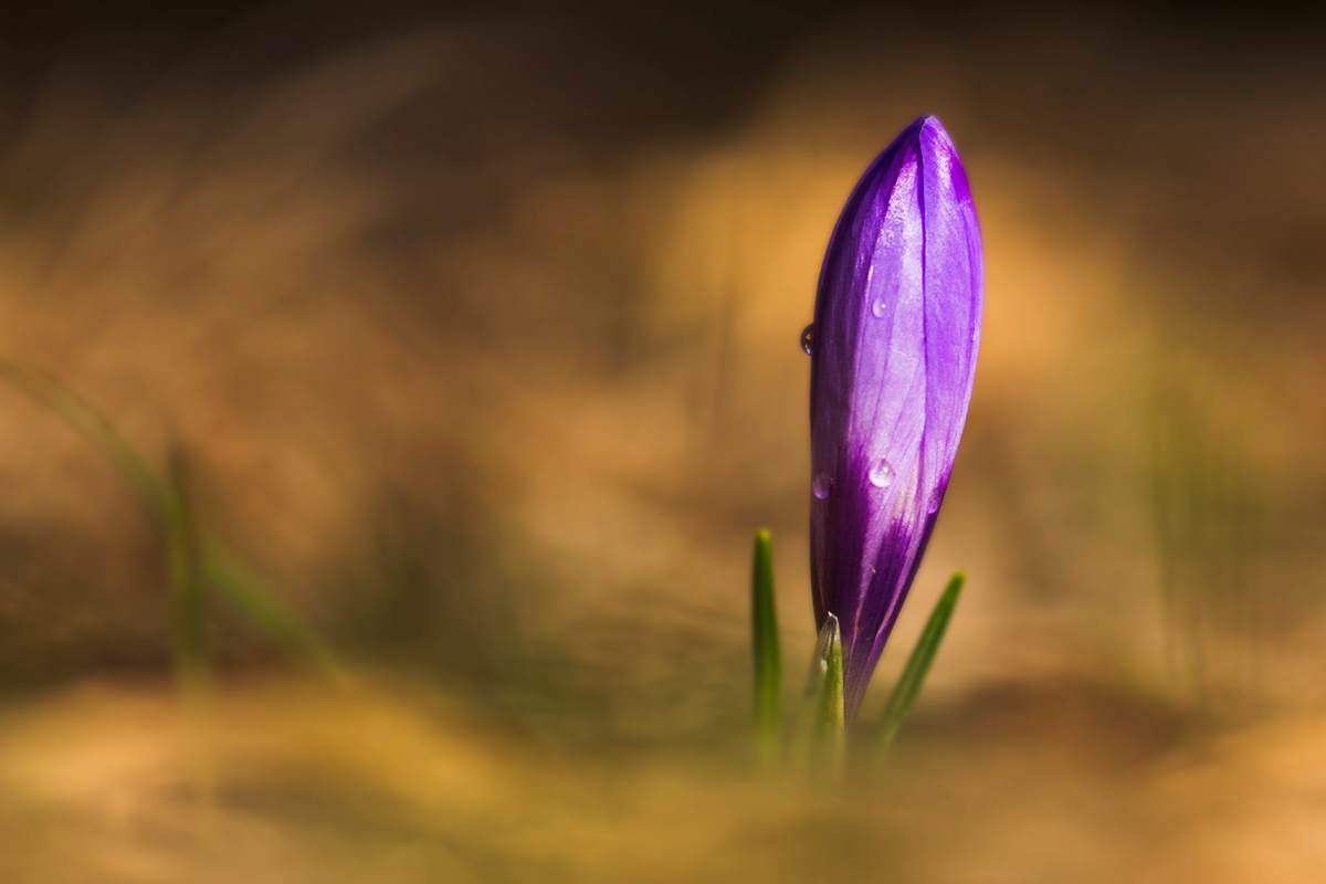 Crocus