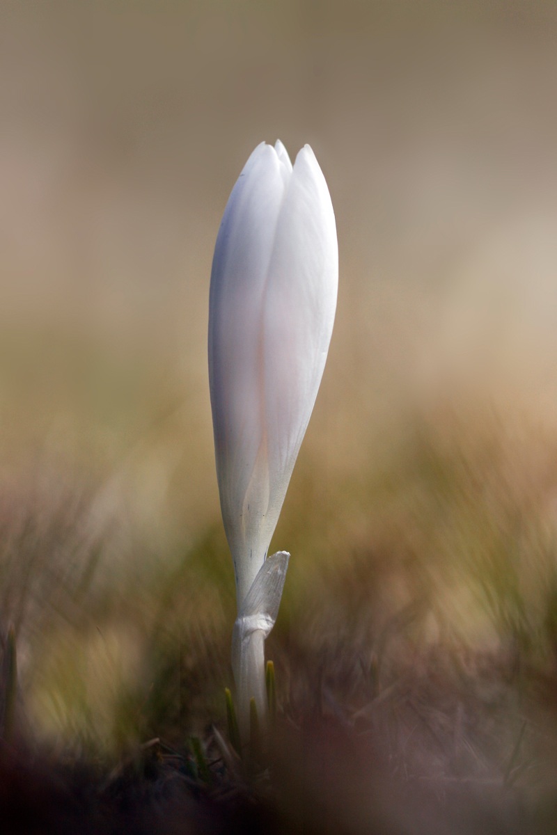 Crocus Albino