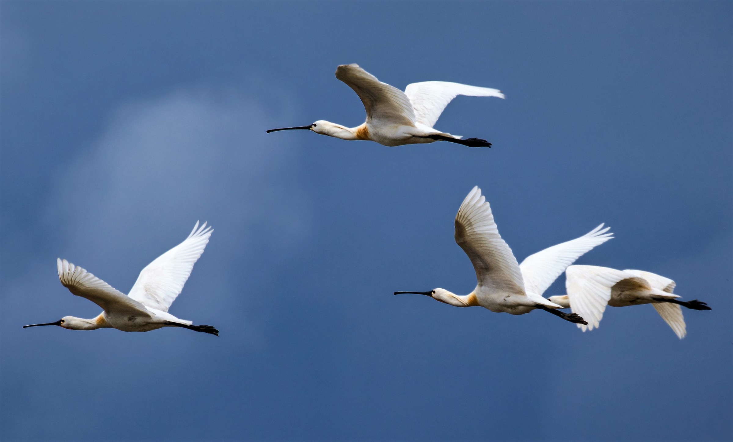 Flight of the Spatula
