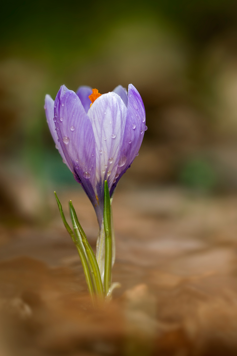 Crocus cin rugiada