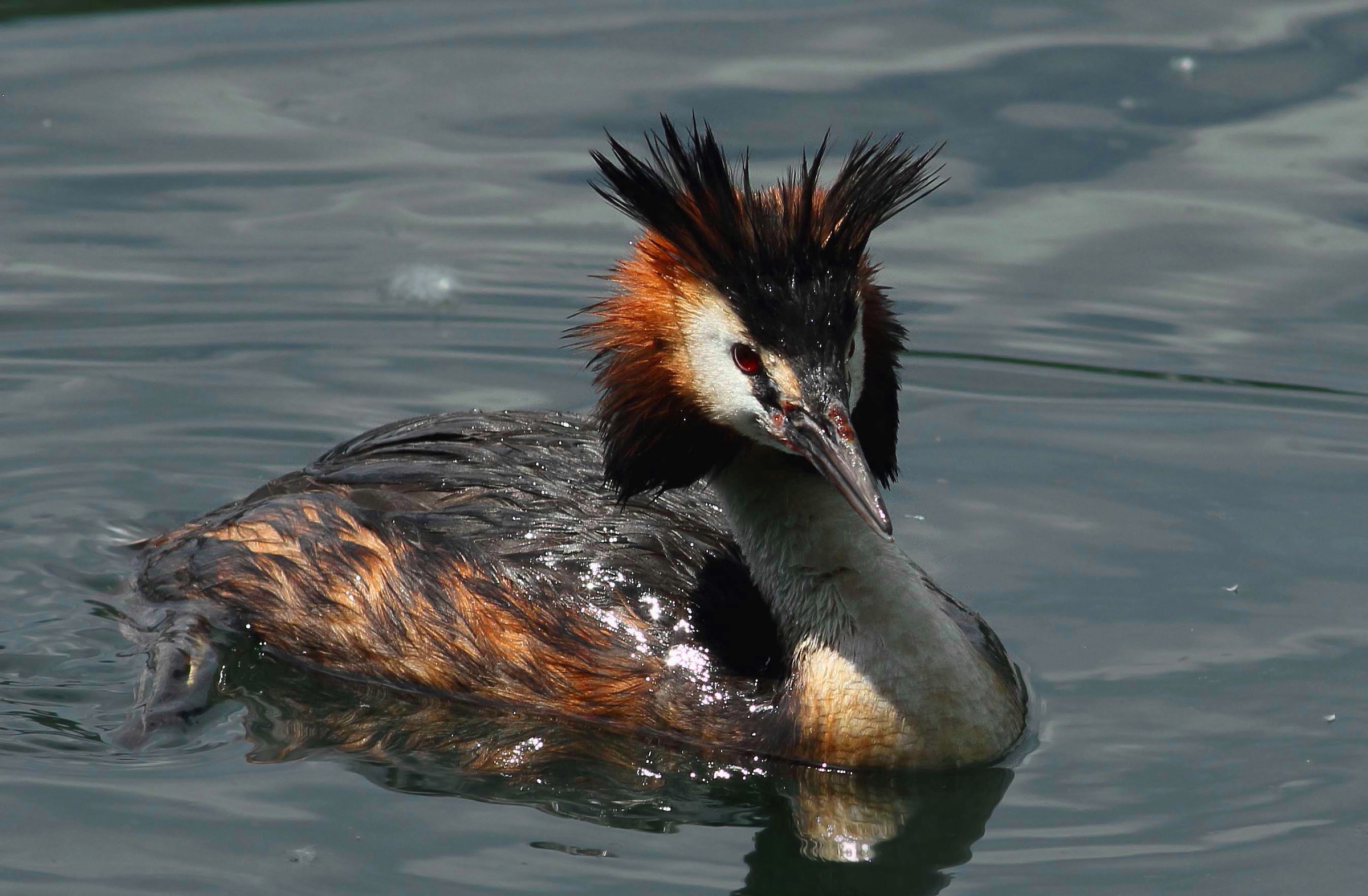 grebe