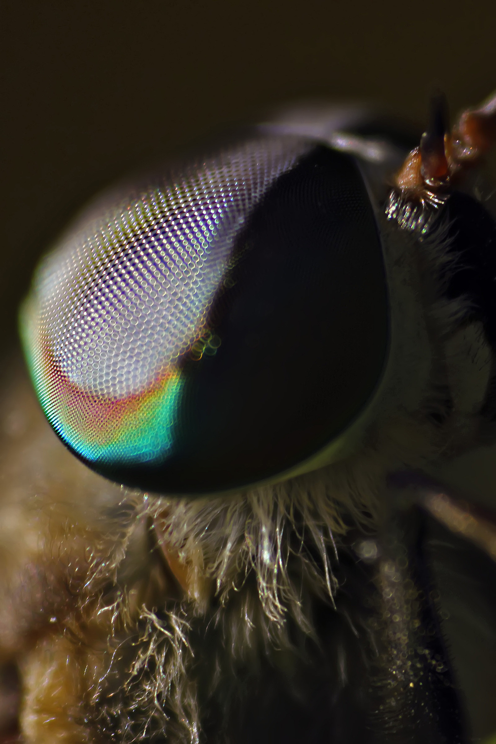 bombyliidae