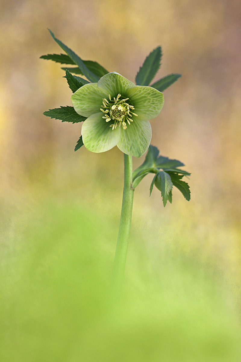 Helleboro Viridis