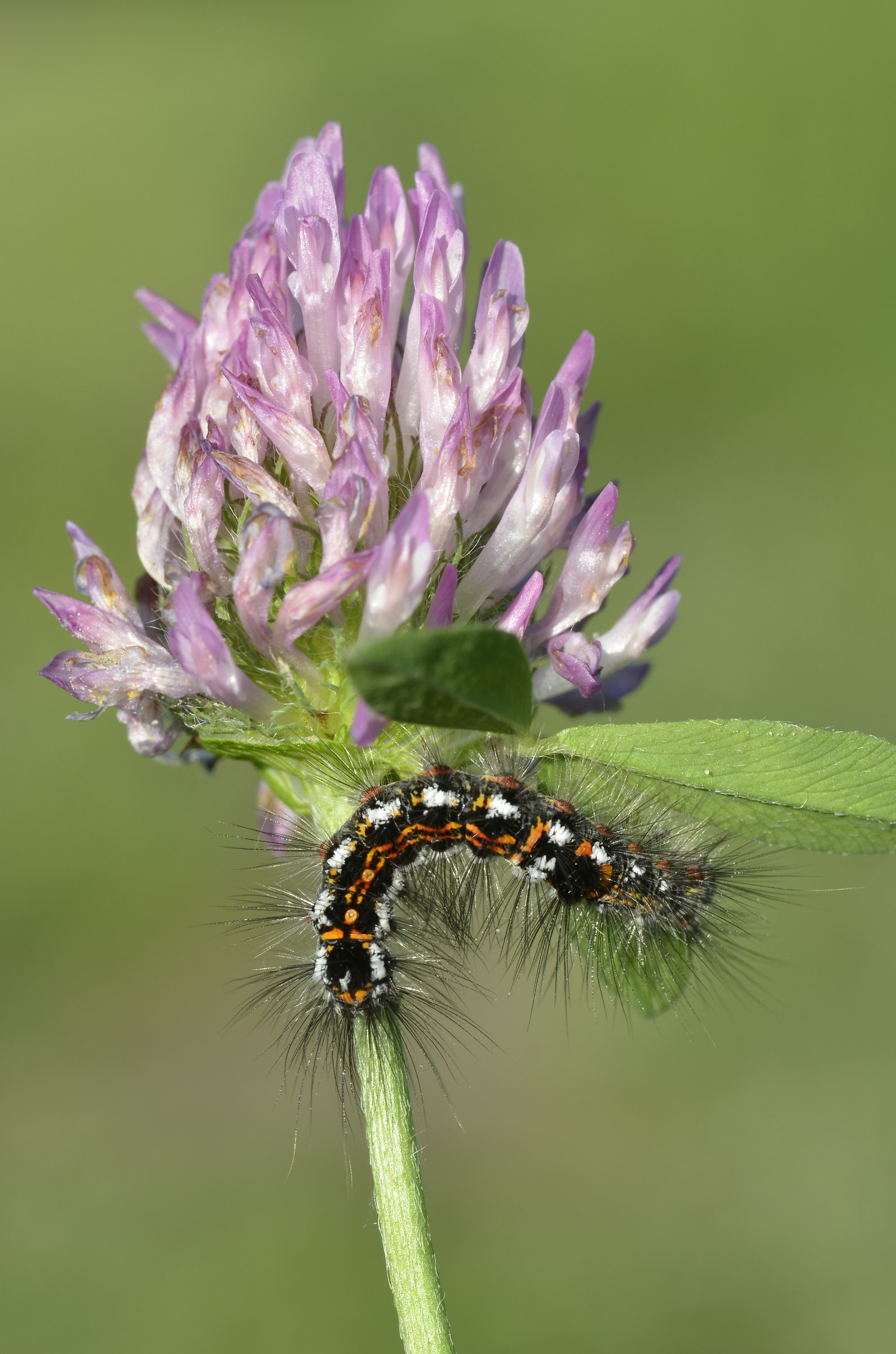 caterpillar Euproctis similis