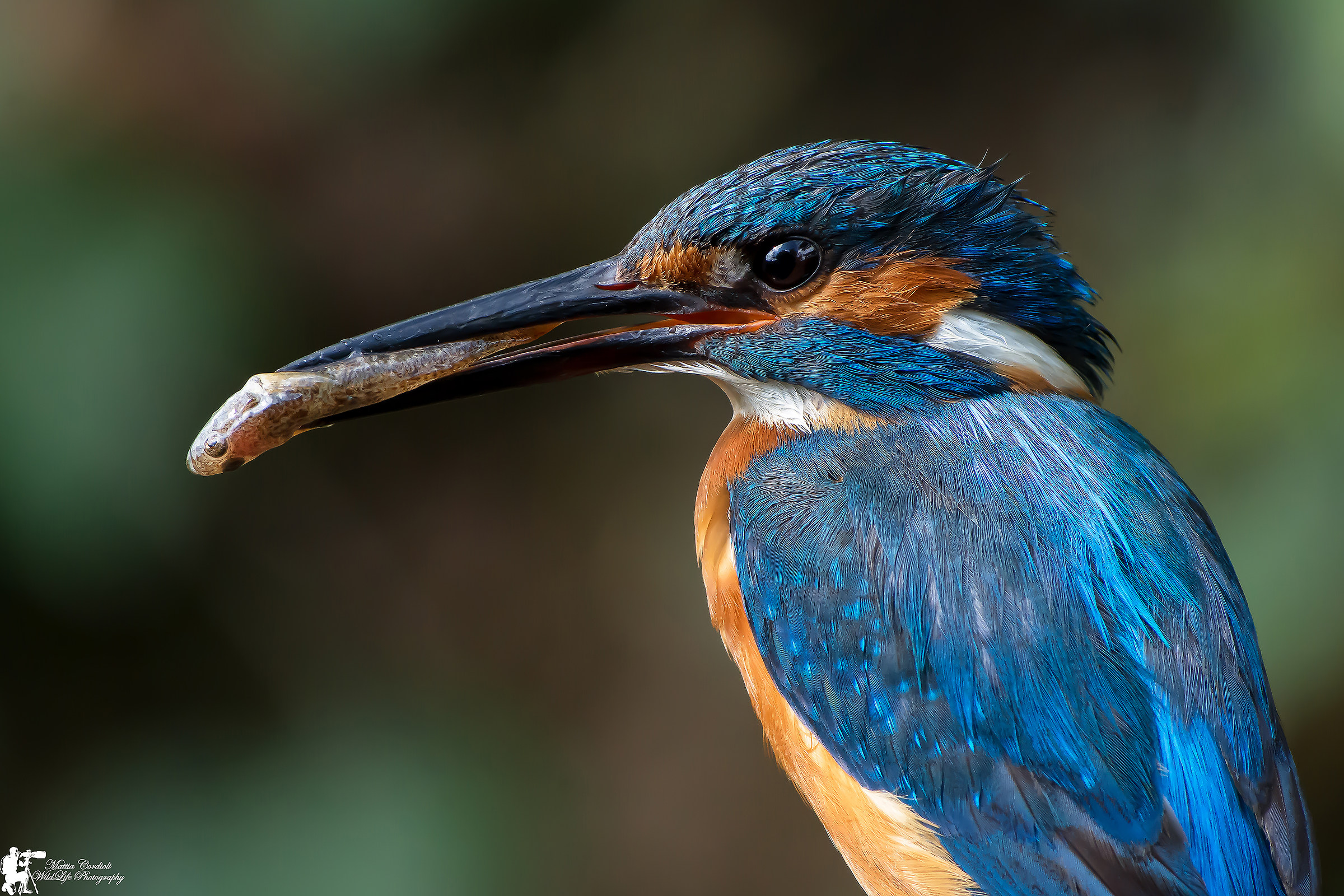 Lancillotto Portrait...