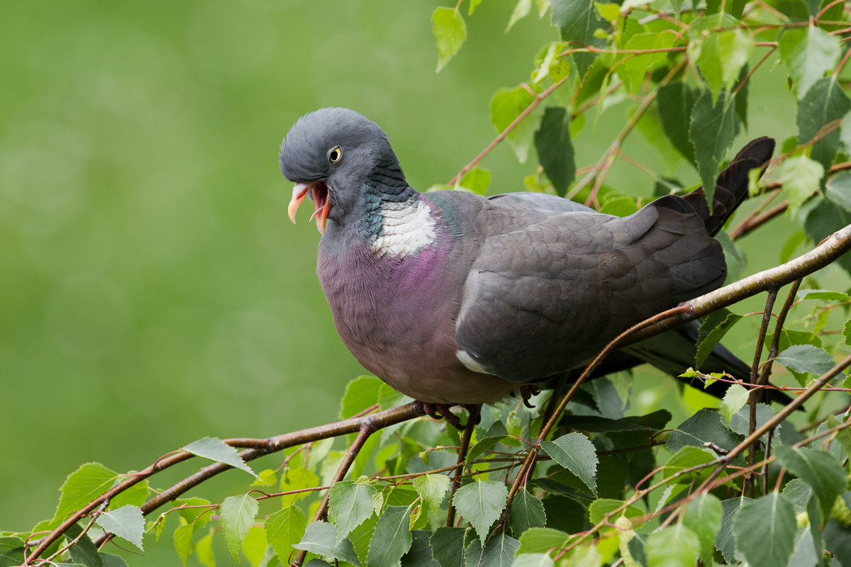 Wood pigeon (Columba palumbus) ...