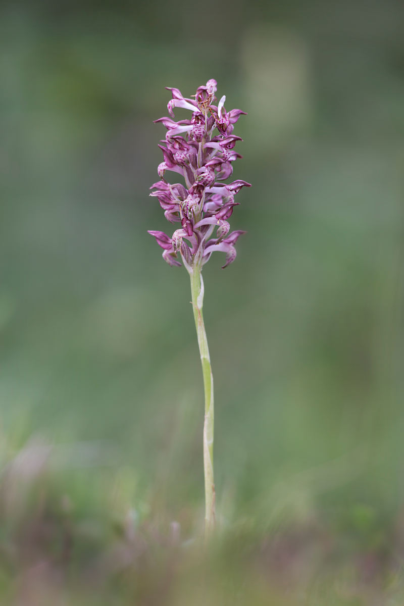 Anacamtis Cariophora