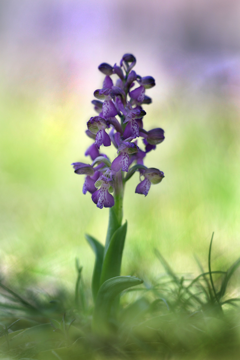 Anacamptis Morio