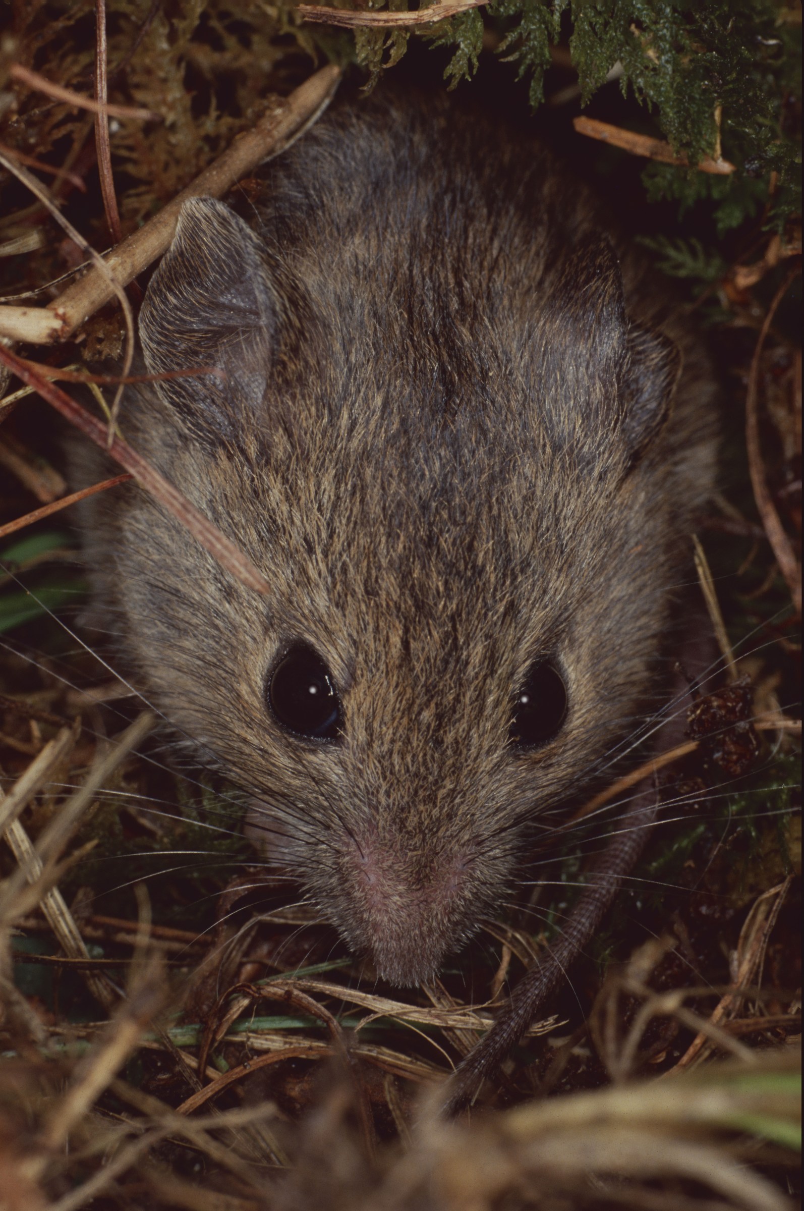 wood mouse