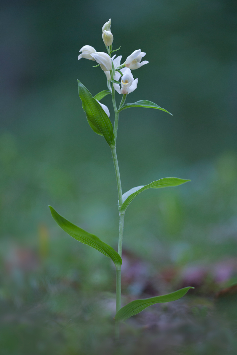 Cephalanthera Damasonium