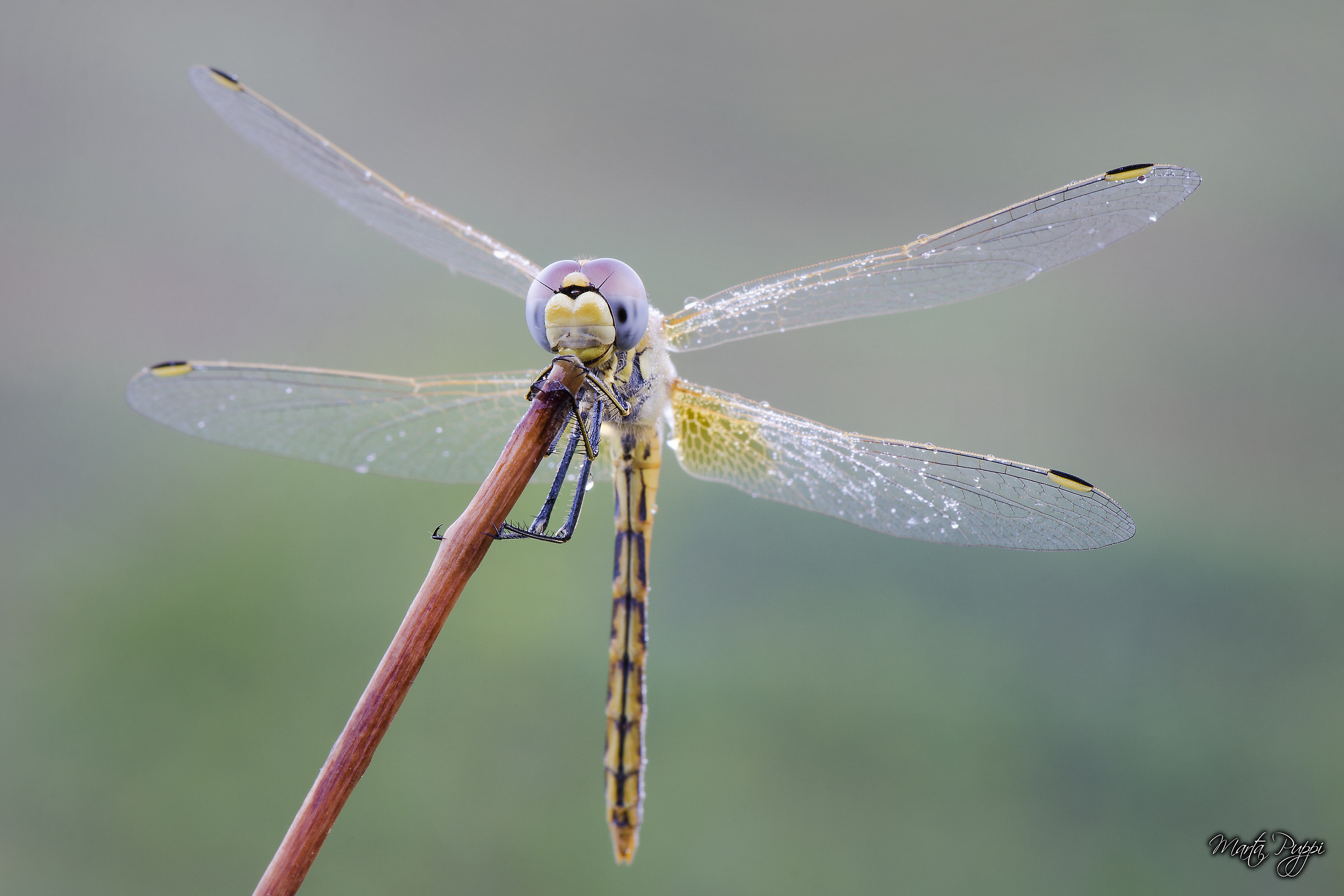 Tonight ... karaoke!