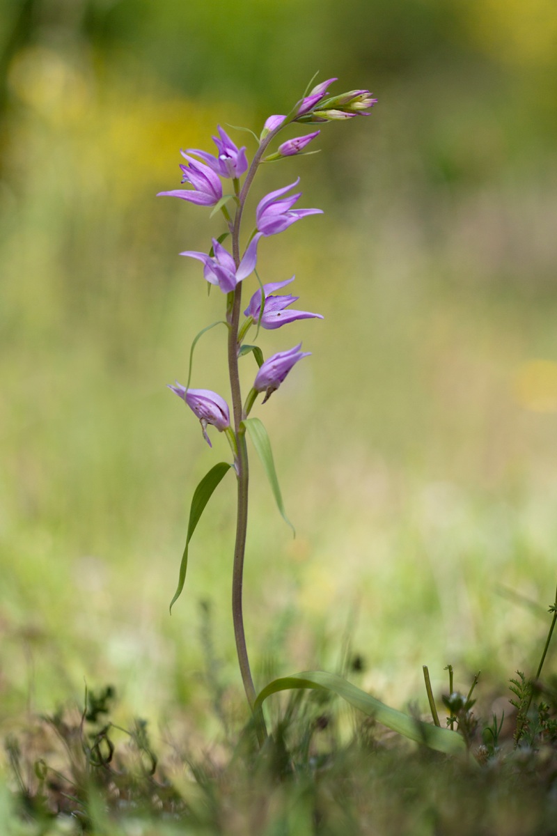 Cephalanthera Rubra