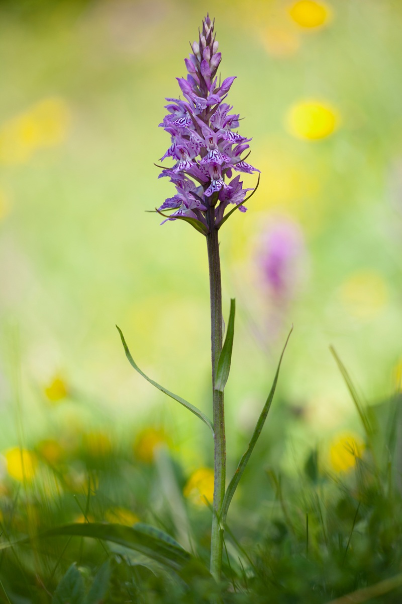 Dactylorhiza Fuchsii