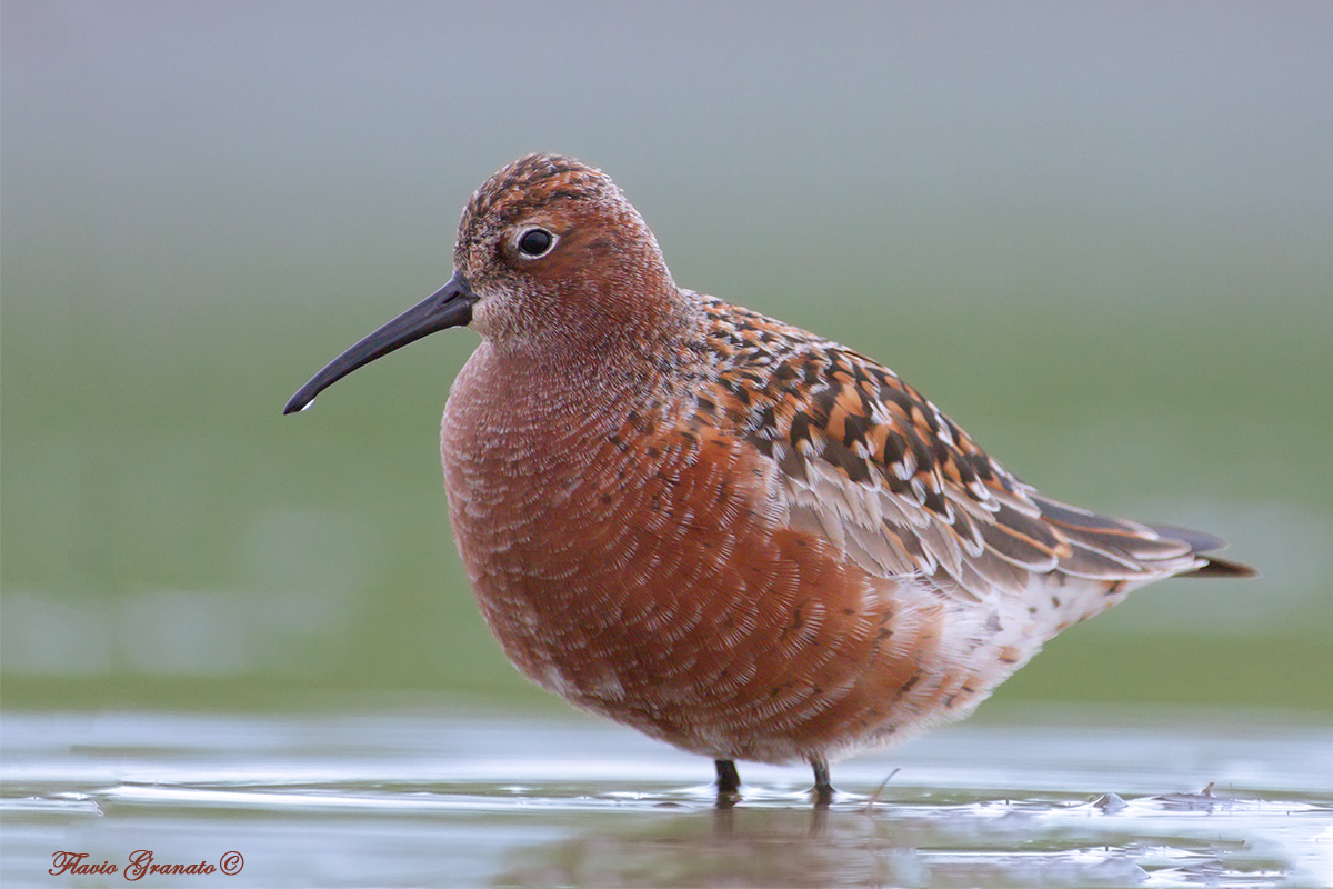 sandpiper summer dress