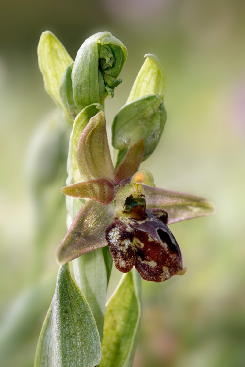 Ibrido di Ophrys
