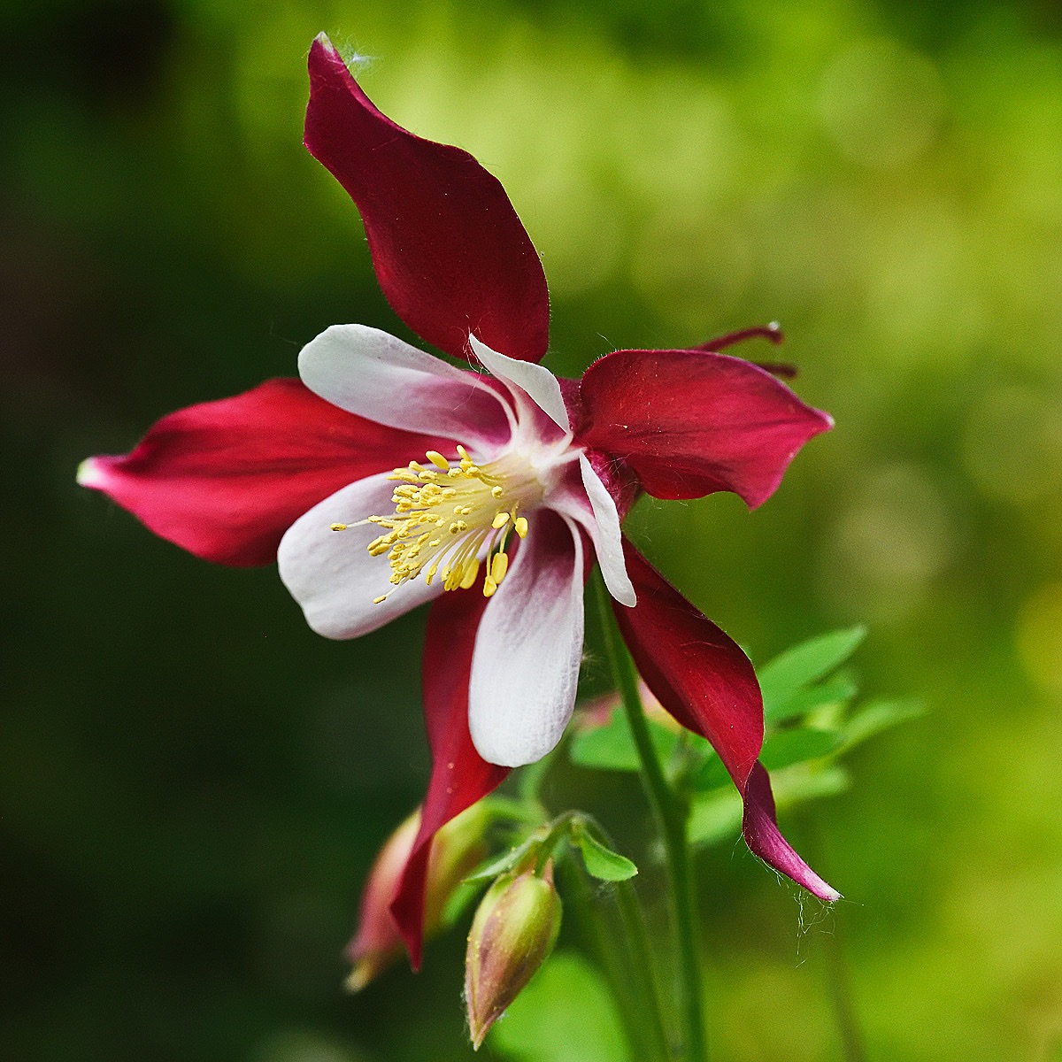 Aquilegia