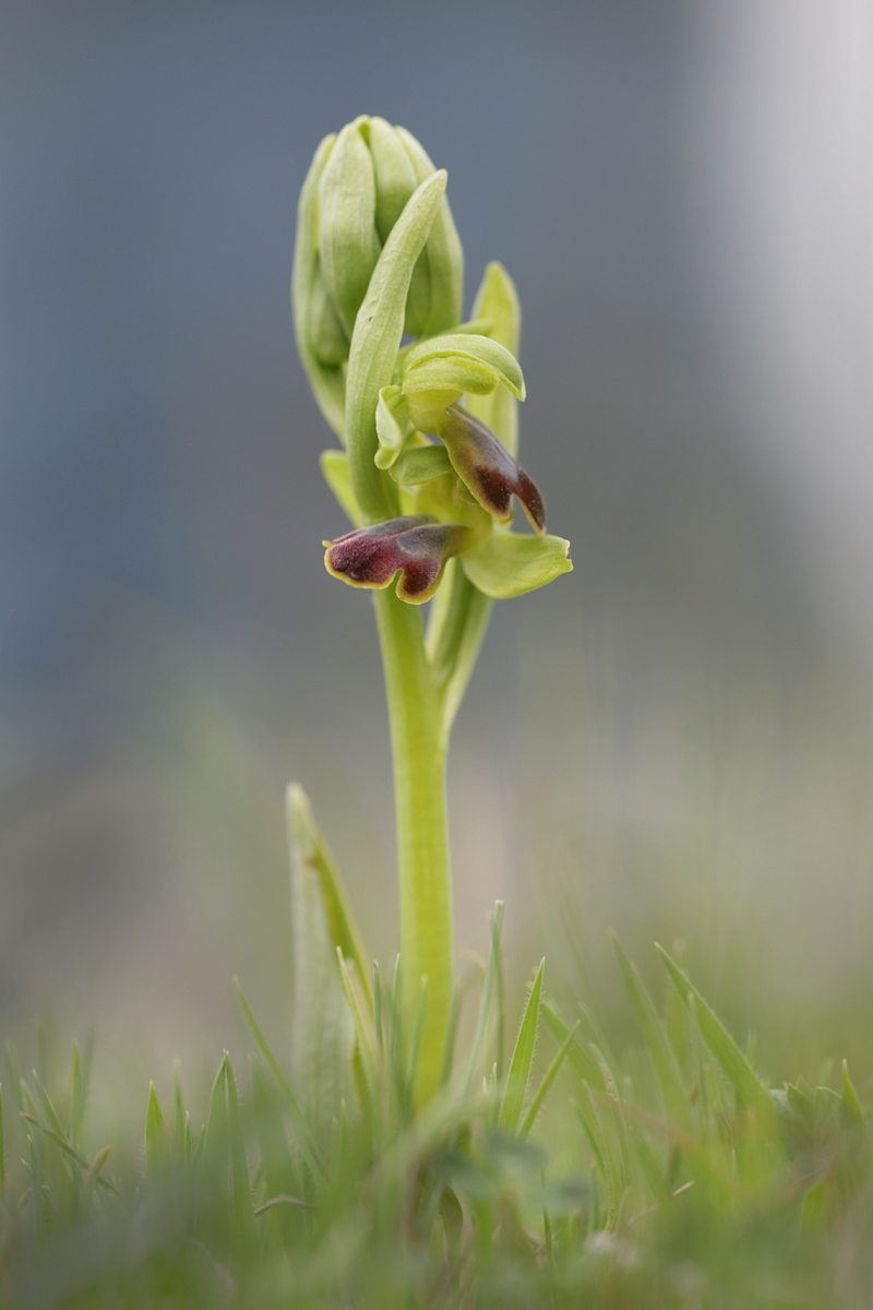 Ophrys Fusca