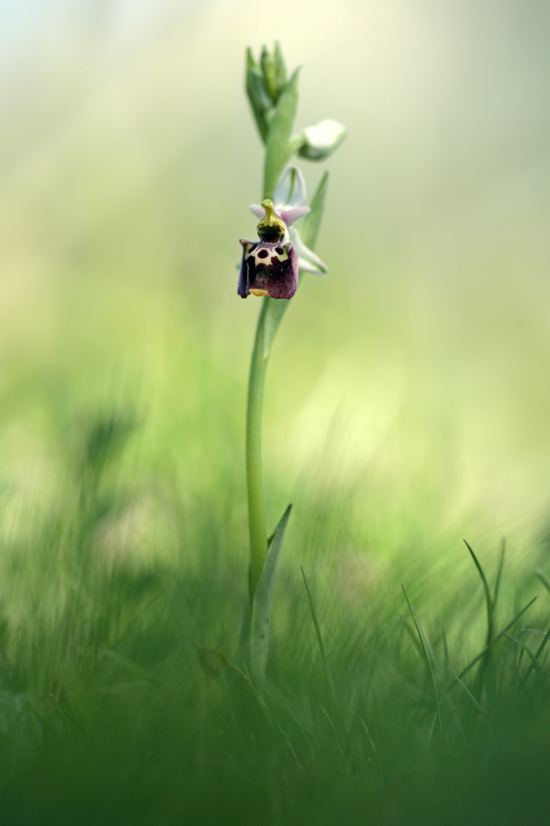 Ophrys Holoserica