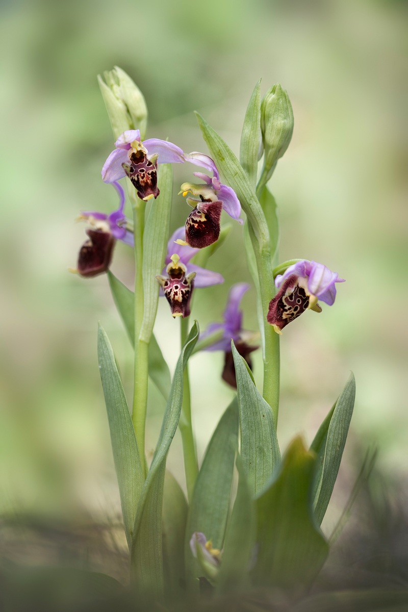 Gruppo di Ophrys Holoserica