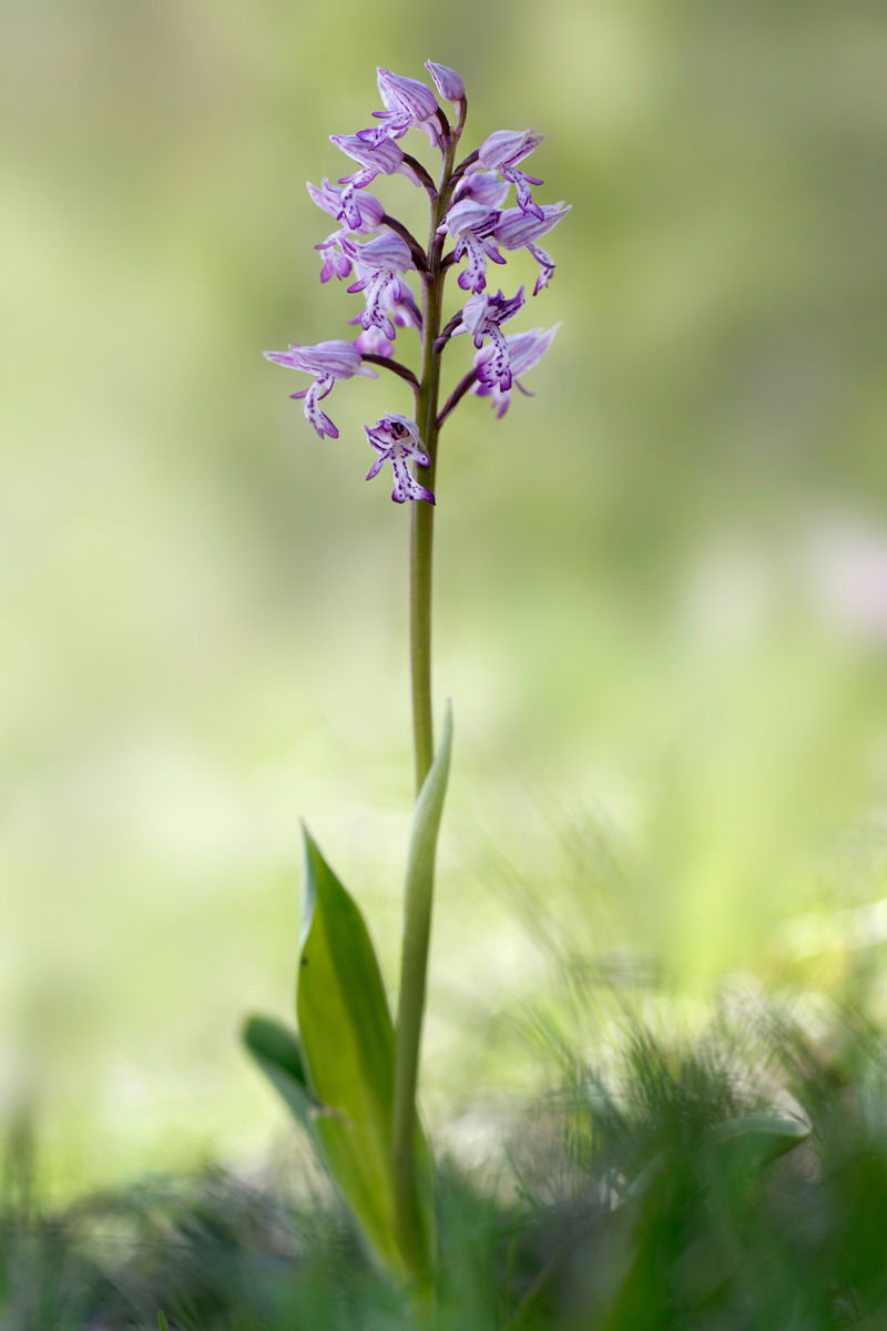 Orchis Militaris