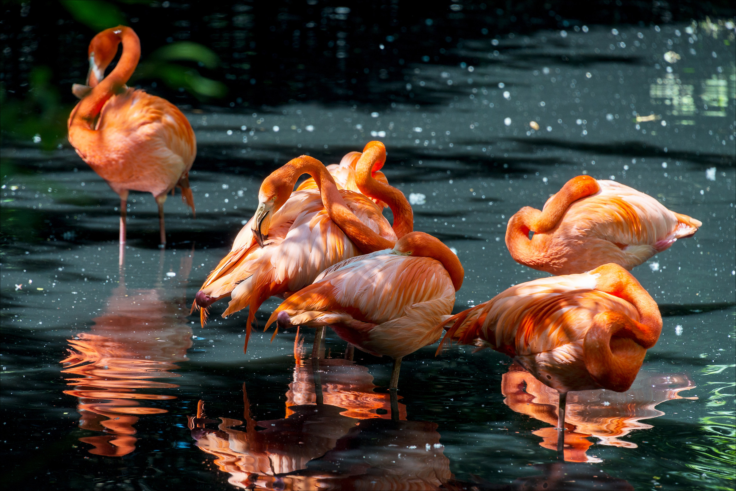 Gli hare krishna dei pennuti...