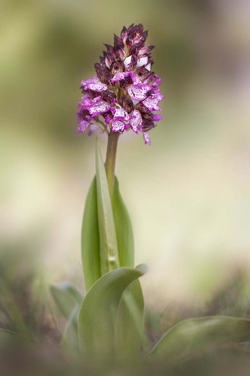 Orchis Porpurea