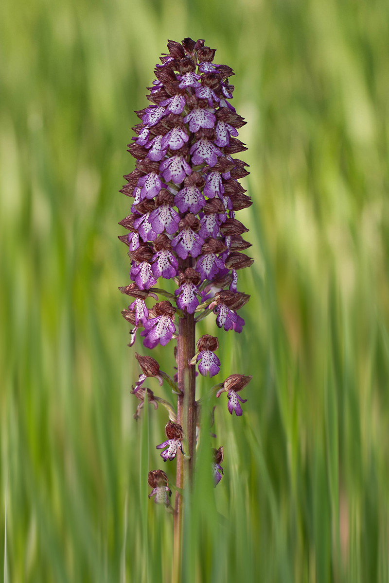Orchis Porourea crop