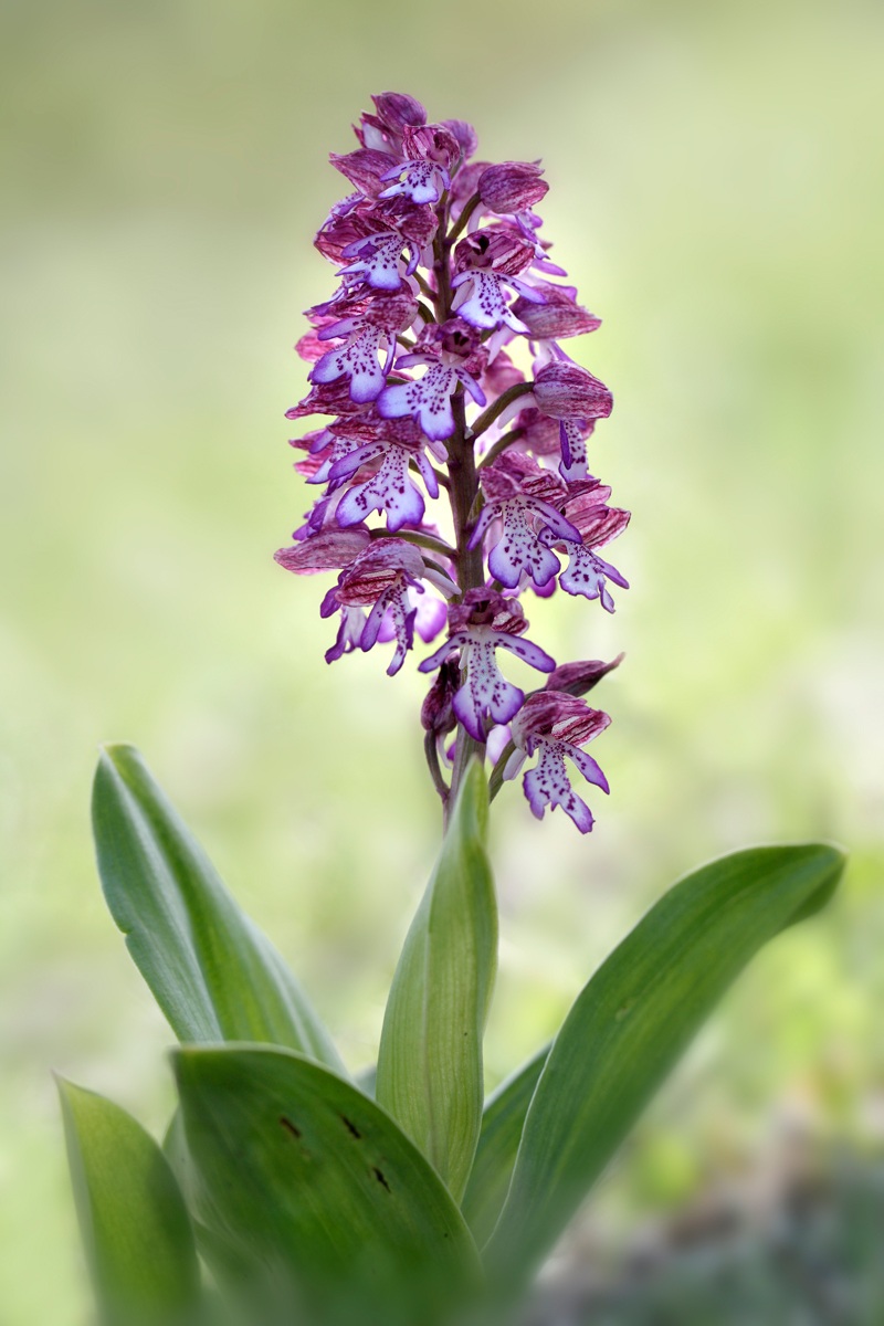 Orchi Militari X Orchis Porpurea Ibrido
