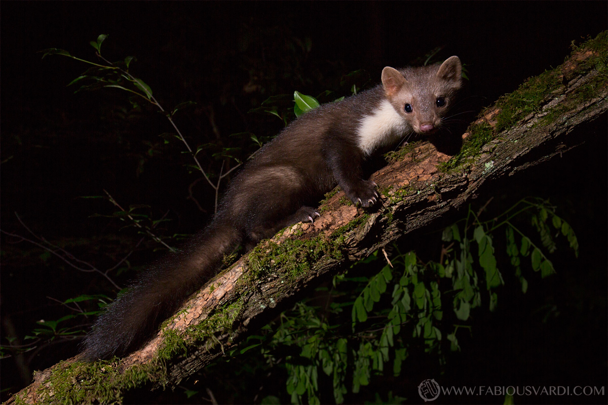 Faina (Martes foina)