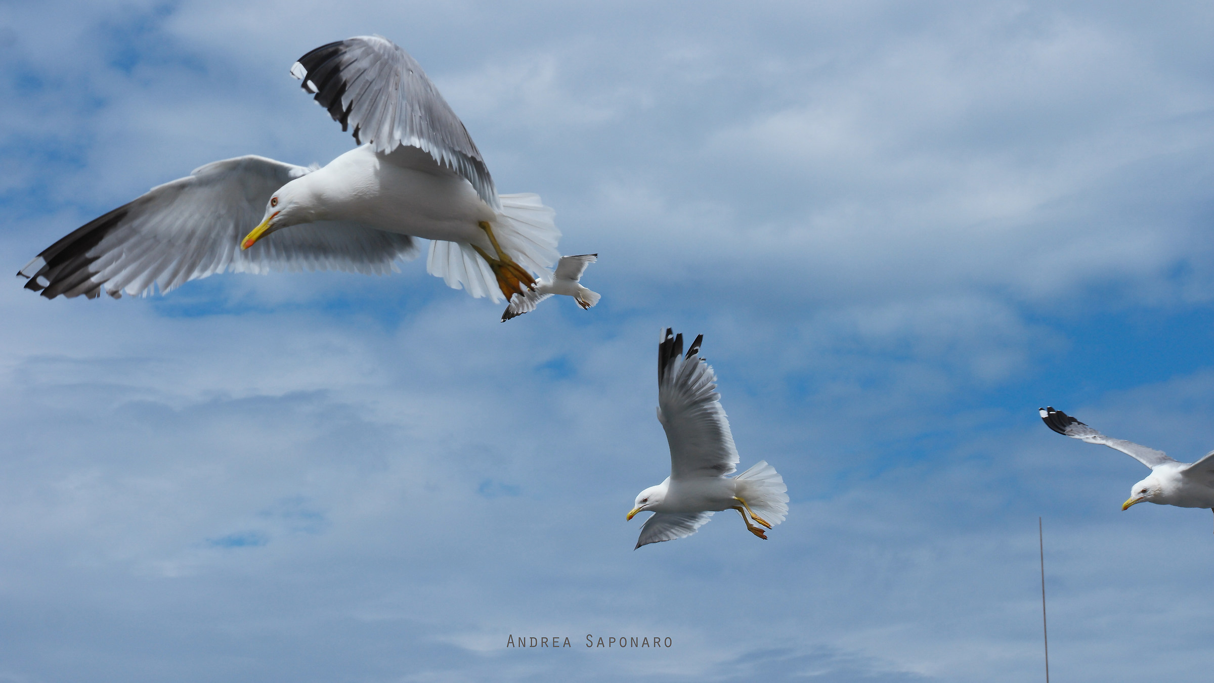 seagulls in flight