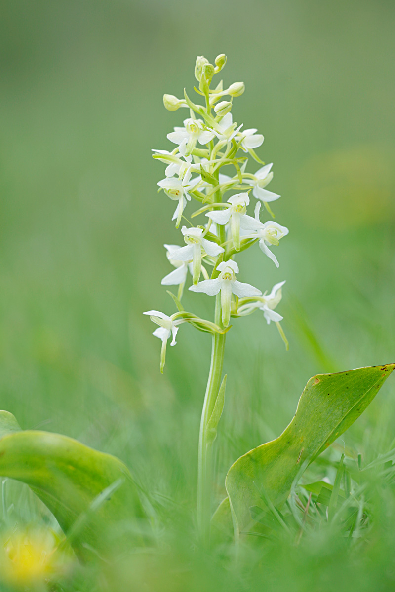 Platanthera Bifolia