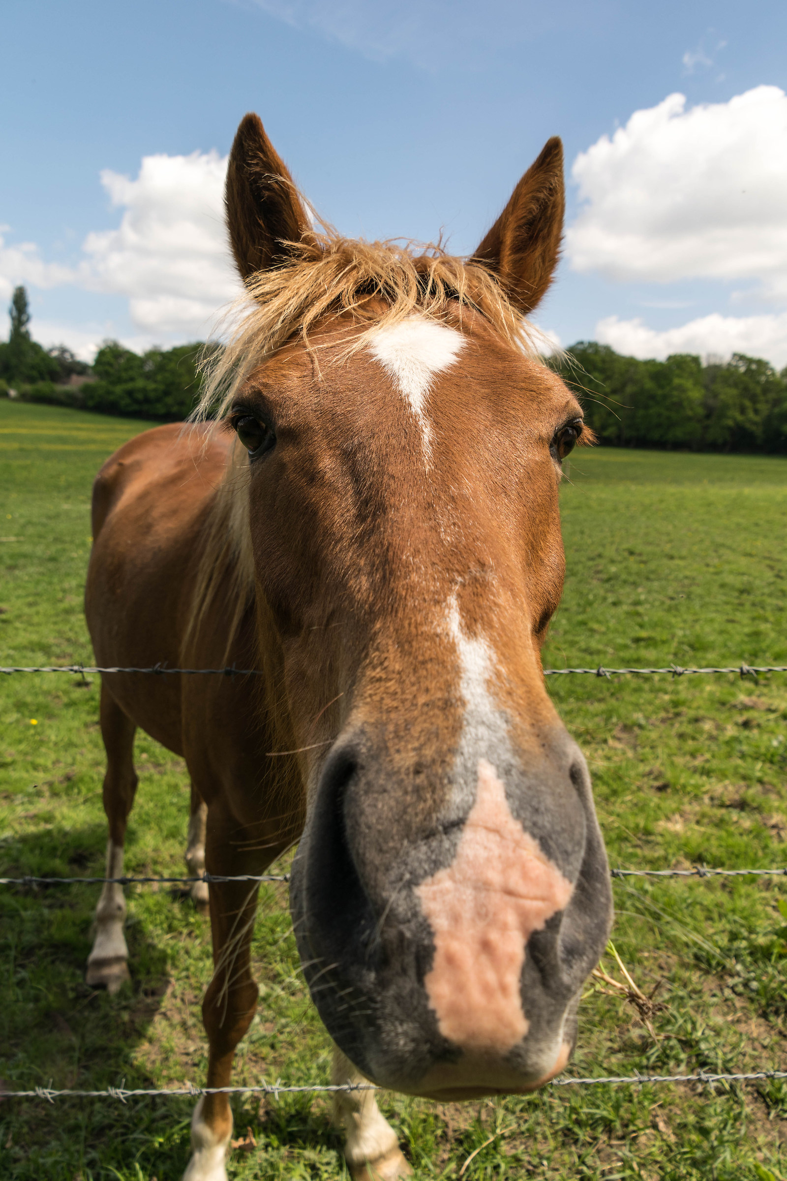 Got an Apple? Or a Carrot Maybe?