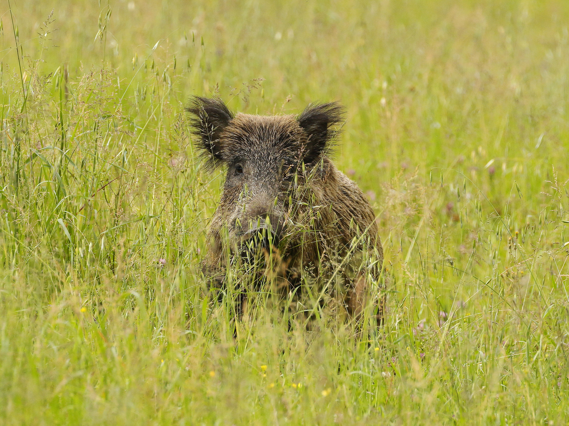 meetings in the tall grass