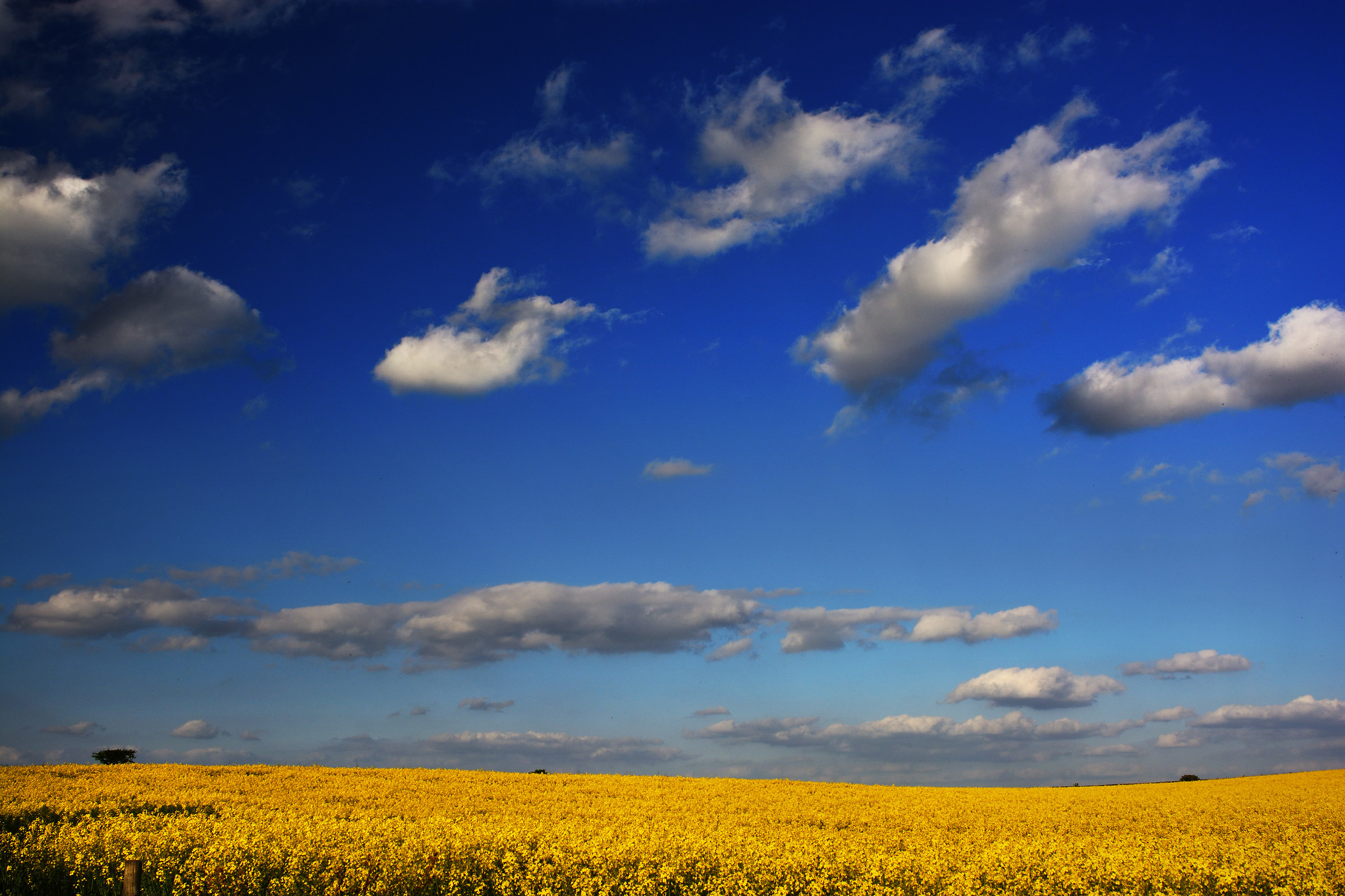 Onde sull'oceano Giallo ...