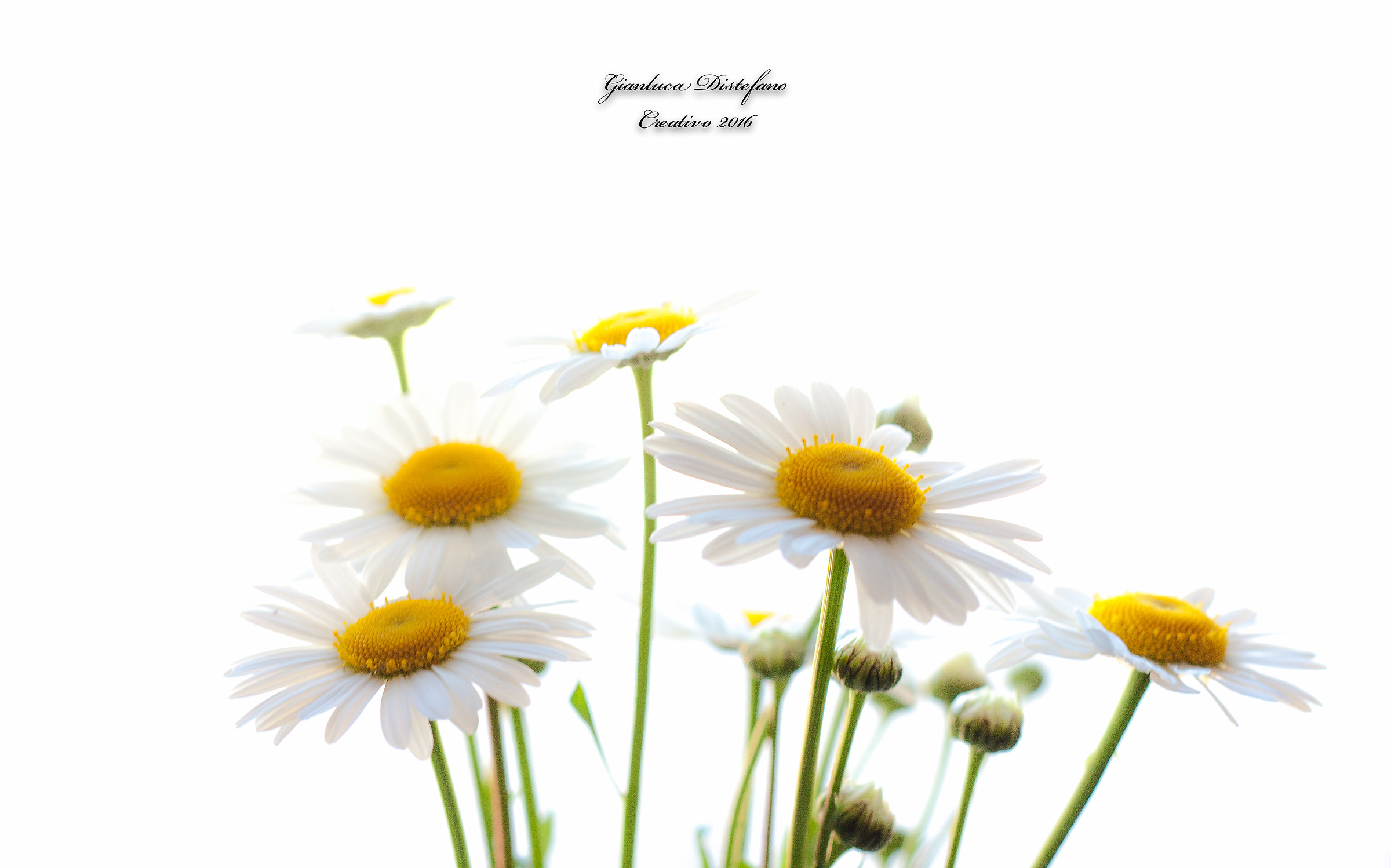 Perché margherita è bella.....