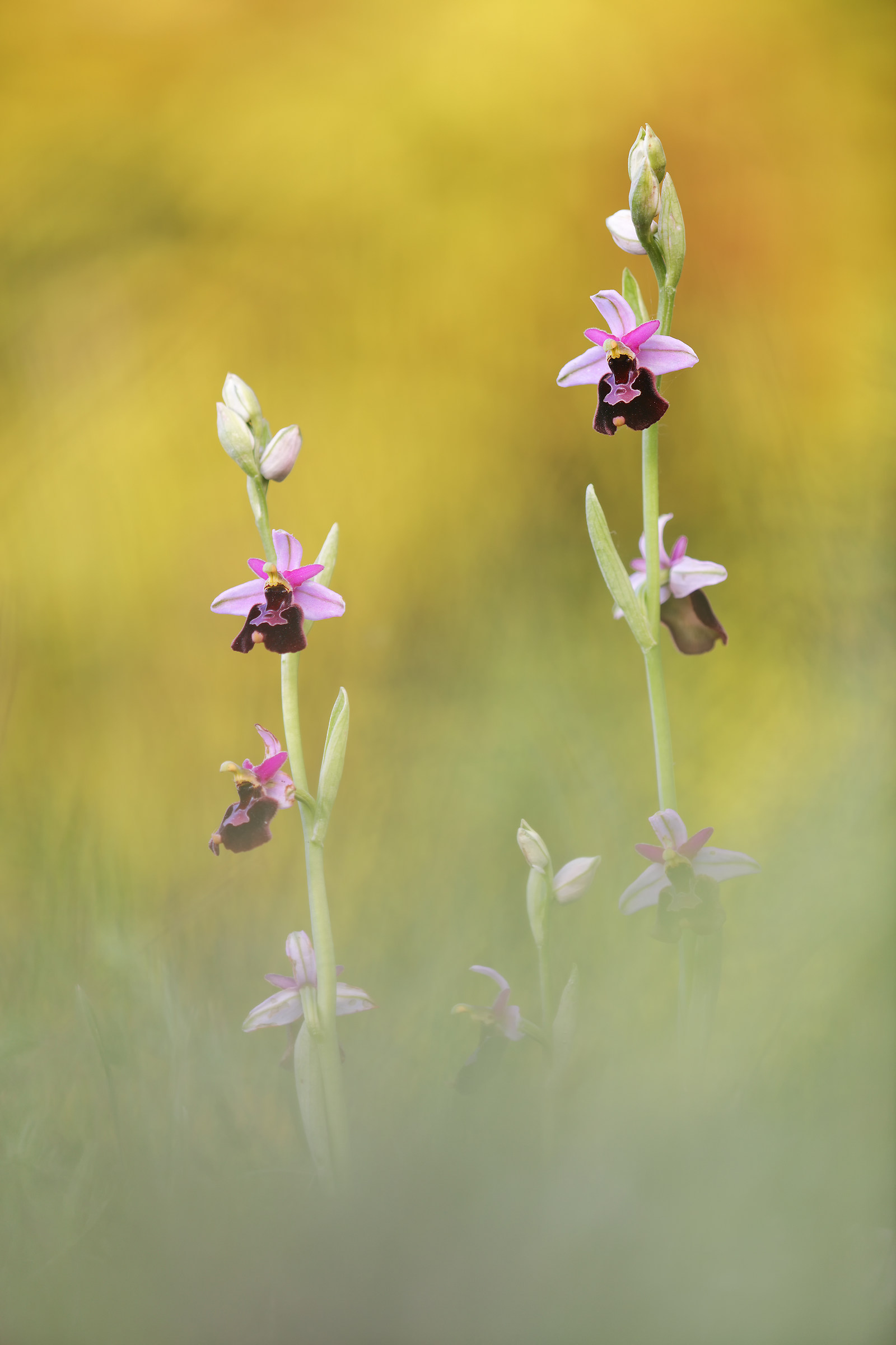 Hybrid Ophrys bertolonii benacensis x Ophrys appennina