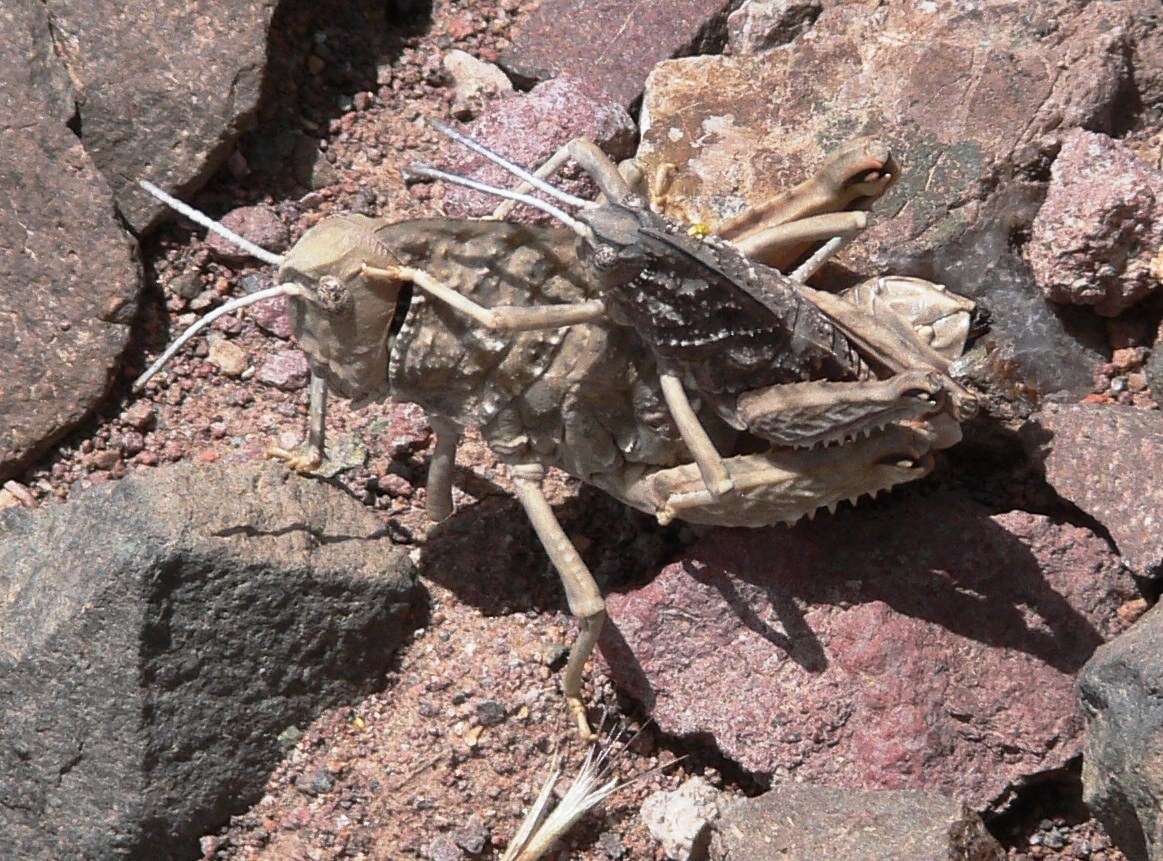 Locust