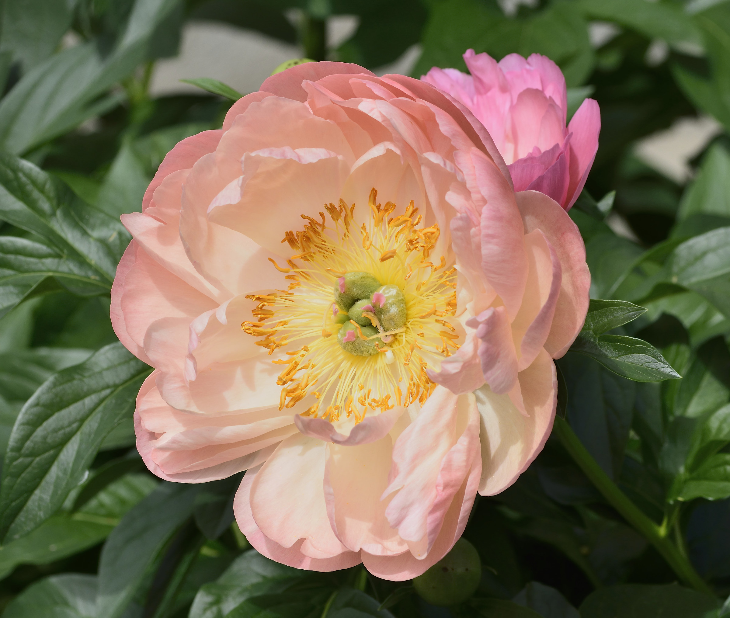 peony