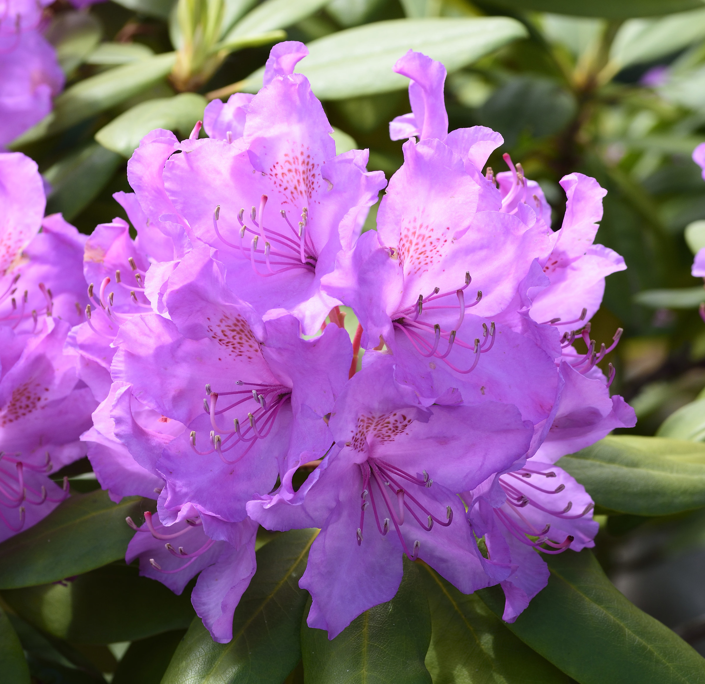 rhododendron