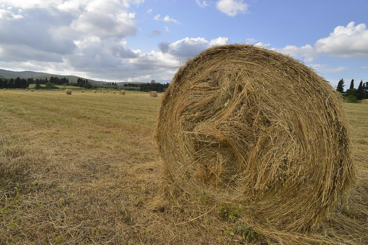 Tuscan countryside