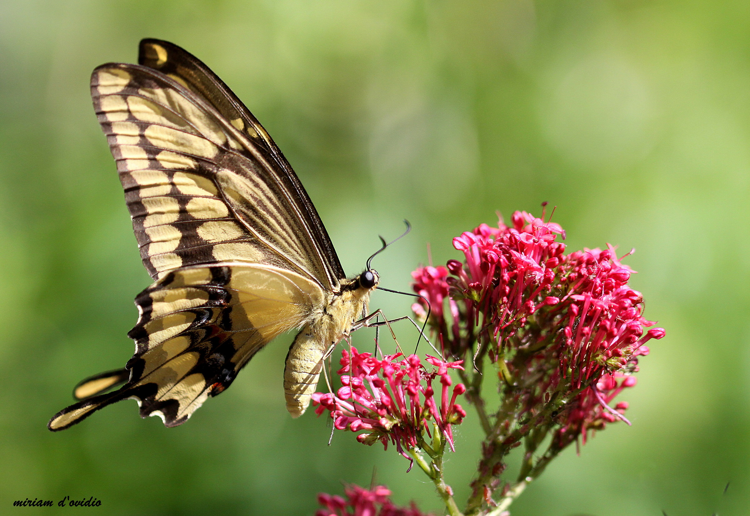swallowtail