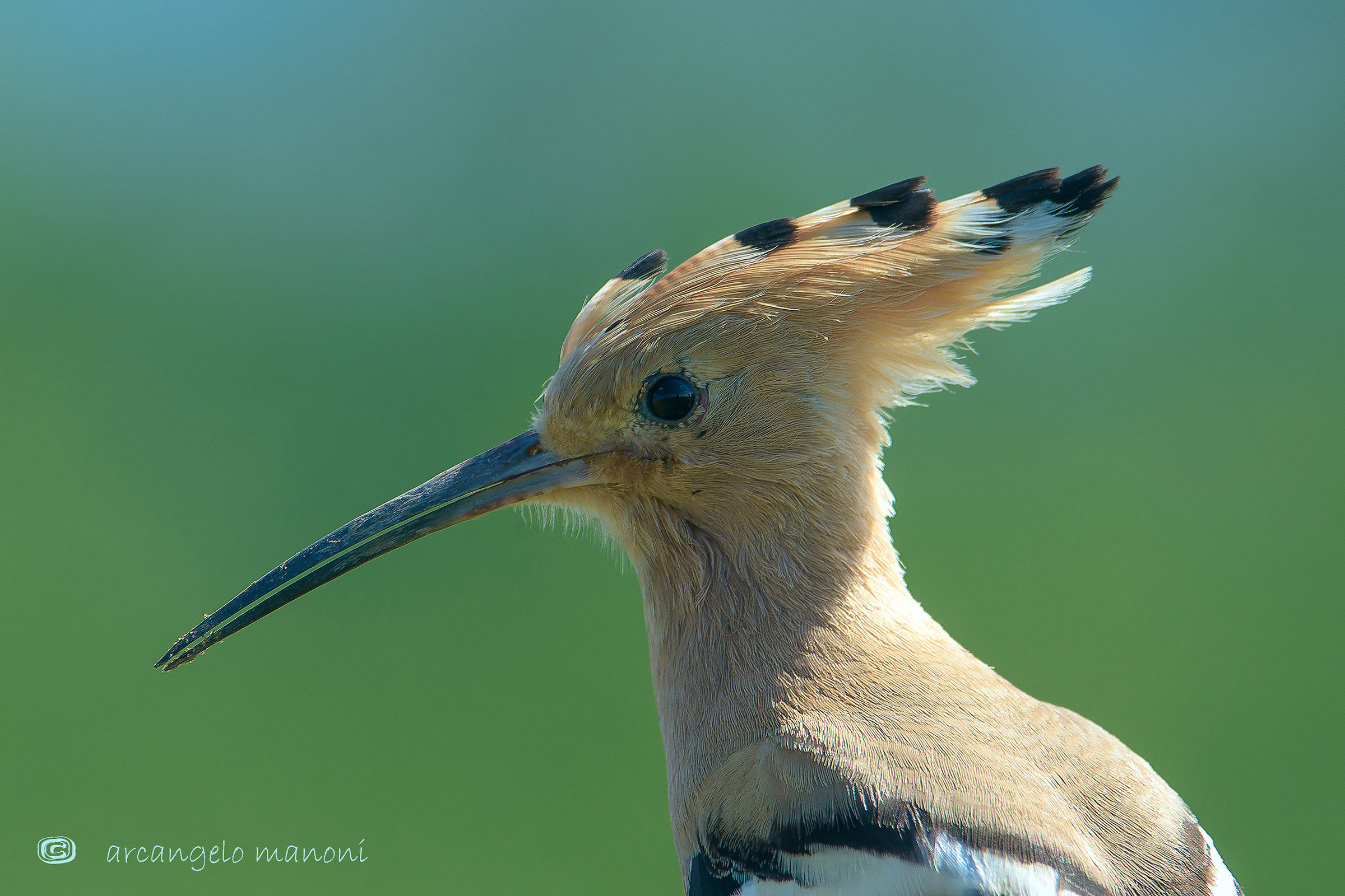 Un ritratto in controluce